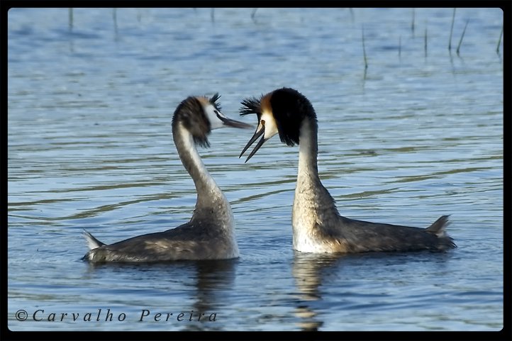 131250_1475689696722_2086606_o