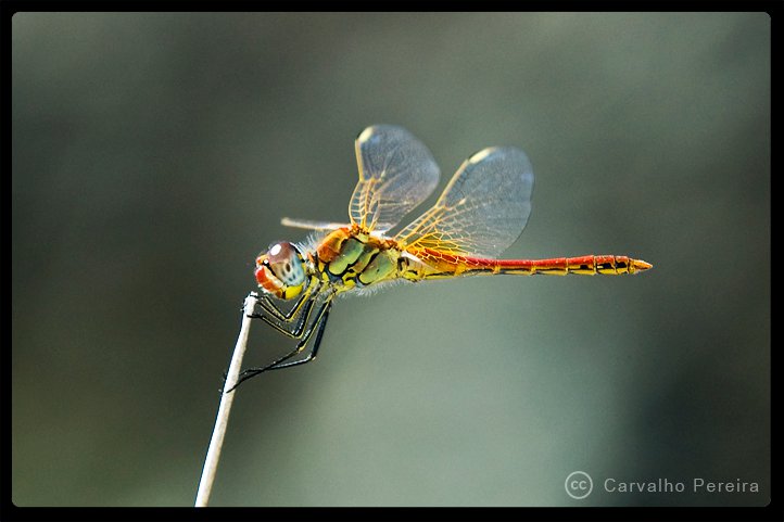 133829_1499912782284_3296593_o